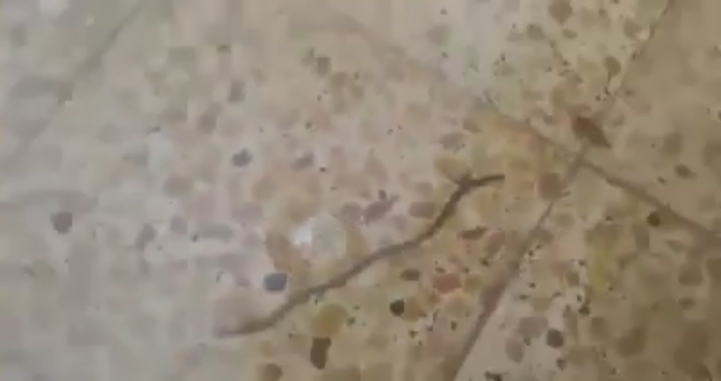 بالفيديو: معلمة ترصد انتشار أفاعٍ في مدرستها نتيجة السيول