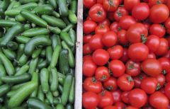 “الزراعة” تصدر بياناً توضيحياً حول حقيقة تلوث الطماطم والخيار بالمبيدات في الرياض