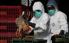 إصابة جديدة بإنفلونزا الطيور في الرياض