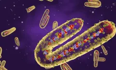 #وقاية : فيروس #ماربورغ لا ينتشر عبر الهواء.. 4 طرق لانتقال العدوى إلى الإنسان