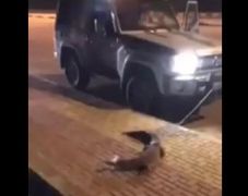 بالفيديو .. «تمساح» يتجول في شوارع حوطة بني تميم