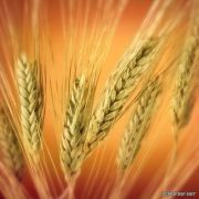 السعودية تشتري 720 ألف طن من القمح