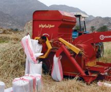 عضو شورى: إيقاف زراعة القمح غير مجد