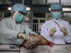 الصين تعلن عن وفاة شخص بفيروس أنفلونزا الطيور