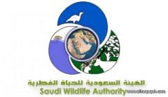 منع دخول «الببغاء» و«طيور الزينة» إلى السعودية بسبب «أنفلونزا الطيور»