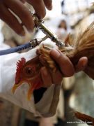 كوريا الجنوبية تسجل ثاني حالة إصابة بأنفلونزا الطيور