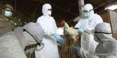 اليابان تؤكد أول حالة إصابة بانفلونزا الطيور منذ 2011