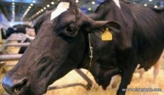 البرازيل تؤكد ظهور حالة ثانية لمرض جنون البقر