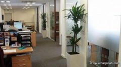 النباتات في مكان العمل تزيد نسبة تركيز الموظفين