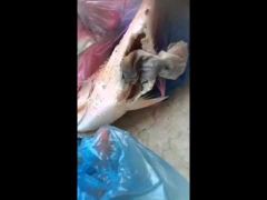 بالفيديو.. هيئة ينبع تُبطل عملاً سحريًّا وجده مواطن داخل أحشاء سمكة