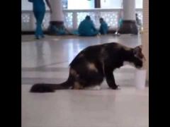 بالفيديو.. عامل بالحرم يروي عطش قطة بماء “زمزم”