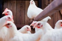 حظر استيراد طيور روسيا وفيتنام خوفاً من «الإنفلونزا»