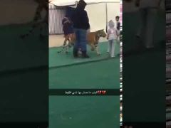 بالفيديو: نمر يهجم على طفلة في معرض بسكاكا