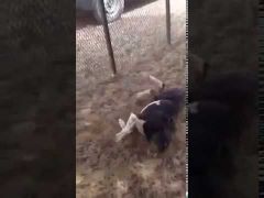 بالفيديو .. مواطن يضرب كلباً بوحشية حتى الموت في مكة