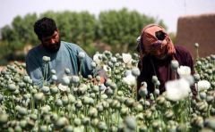 الأمم المتحدة تحذر : زراعة الأفيون في #أفغانستان زادت بنسبة 32% في 2022