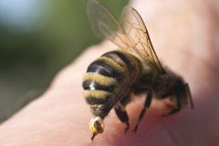 «لسعات النحل» تتسبب في وفاة شاب بـ #الباحة