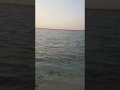 قطيع من اسماك القرش على بٌعد 5 أمتار فقط من شاطئ محافظة البرك “فيديو”