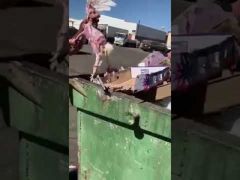 بالفيديو .. عامل يذبح دواجن في حاوية النفايات بخميس مشيط