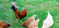 “الزراعة” تعلن عن إصابة عدد من الطيور بمرض إنفلونزا “H5N8”