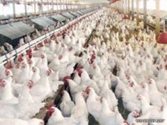 منع استيراد دجاج المكسيك وعودة ماشية الصومال