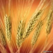 وقف إنتاج القمح يهدد الأمن الغذائي ويرفع فاتورة الاستيراد 3 مليارات