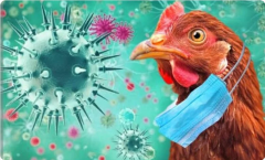 تشيلي تسجل أول إصابة بشرية بـ #إنفلونزا_الطيور