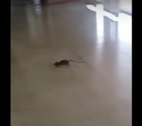 بالفيديو.. فأر يقع فريسة لتقاذف بعض منسوبي ومراجعي مستشفى عسير