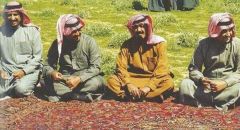 صورة تجمع خادم الحرمين بالملك فهد والملك عبد الله والأمير سلطان بروضة الخفس
